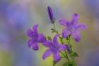 USA, Washington State, Seabeck. Adria bellflower close-up. Art Print